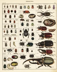 Variétés de coléoptères, 1841