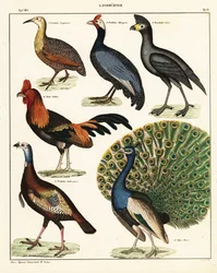 Variétés d