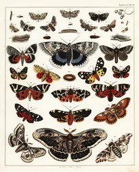 Variétés de papillons, mites, etc., 1841 (lithographie)