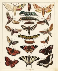 Variétés de papillons, mites, etc.