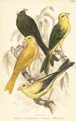 Variétés de canaris, Serinus canaria domestica. 1889 (gravure)