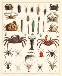 Variétés de crabes et d