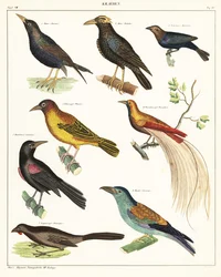 Variétés d