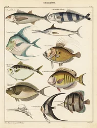 Variétés de poissons