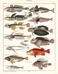Variétés de poissons