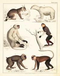 Variétés de mammifères, 1842