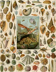 Variétés de mollusques, avec coquilles Saint-Jacques, palourdes, conques, escargots et calamars. Lithographie du 19ème siècle.