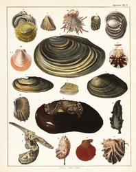 Variétés de coquillages, mollusques, 1841 (lithographie)