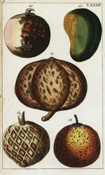 Variétés de fruits tropicaux