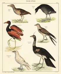 Variété de volatiles aquatiques (lithographie)