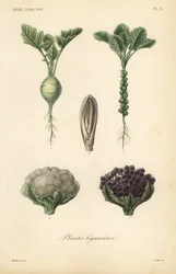 Plantes légumières