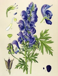 Plante vénéneuse et médicinale : aconit napel (Aconitum napellus)