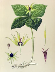 Plante vénéneuse : parisette à quatre feuilles (Paris quadrifolia)