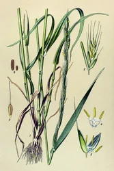 Plante vénéneuse (toxique) : ivraie enivrante (Lolium temulentum)