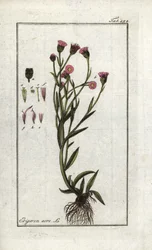 Vergerette âcre (Erigeron acris)