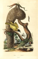 Tisserin villageois et nid, Ploceus cucullatus, et tipule, espèces de Tipula