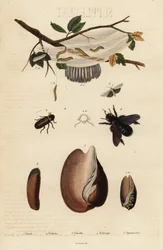Volute, coléoptère, abeille charpentière et papillon de nuit