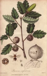 Chêne de Galles (Quercus infectoria) - Illustration de “Botanique médicale, description des plantes médicinales de Londres, Édimbourg et Dublin” par John Stephenson et James Morss Churchill