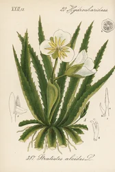 Aloès d