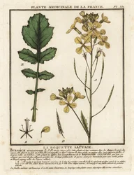 Roquette cresson, Erucastrum nasturtiifolium