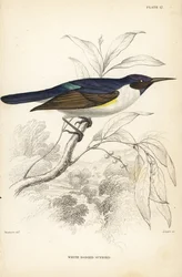 Souimanga à dos violet occidental, Anthreptes longuemarei (Souimanga à corps blanc, Anthreptes leucosoma). Gravure sur acier coloriée à la main par William Lizars d