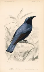 Drongo à ventre blanc, Dicrurus caerulescens