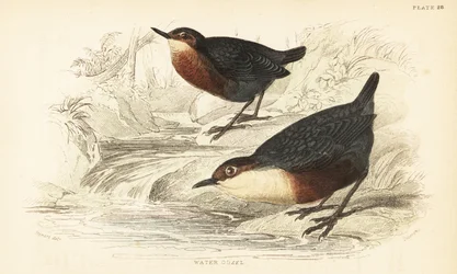 Cincle plongeur, Cinclus cinclus