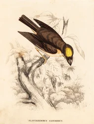 Platyrhynque à gorge blanche, Platyrinchus mystaceus. Gravure à l