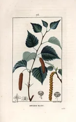 Bouleau blanc ou bouleau verruqueux - Gravure par Lambert fils, d