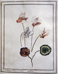 Cyclamen blanc
