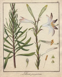 Lys blancs. Gravure sur cuivre coloriée, dans "Botanique Médicinale" (publiée à Berlin, Allemagne)