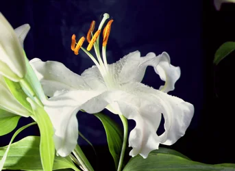 Lys blanc