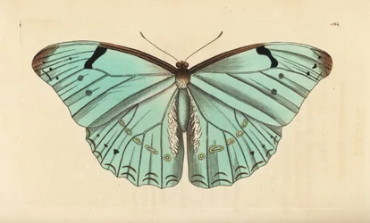 Morpho blanc, Morpho laertes