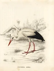 Cigogne blanche, Ciconia ciconia (Ciconia alba). Gravure sur acier colorée à la main de la Galerie d