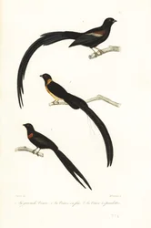 Veuves et oiseaux veuves