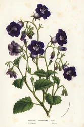 Clochettes sauvages de Canterbury, Phacelia minor (Whitlavia grandiflora). Lithographie coloriée à la main de Flowers of the Gardens and Hothouses of Europe de Louis van Houtte et Charles Lemaire, Flore des Serres et des Jardins de l