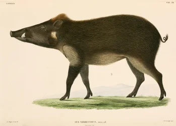 Cochon sauvage, Indonésie
