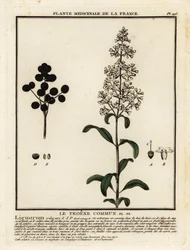 Troène commun, Ligustrum vulgare
