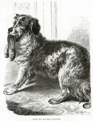 Avec les pantoufles de son maître 1902