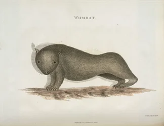 Wombat, Australie, vers 1798