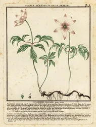 Anémone des bois, Anemone nemorosa