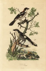 Pie-grièche à tête rousse, Lanius senator, et pie-grièche méridionale, Lanius meridionalis