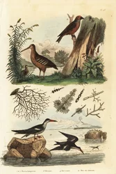 Bécasse, Scolopax rusticola, bec-croisé des sapins, Loxia curvirostra, et bec-en-ciseaux noir, Rynchops niger, bécasse, bec-croisé et bec-en-ciseaux