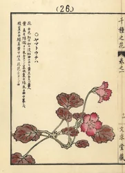 Yamato uchiwa ou iwakagami, Schizocodon soldanelloides