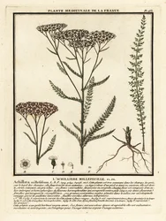Achillée millefeuille, Achillea millefolium