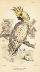Cacatoès à huppe jaune, Cacatua sulphurea