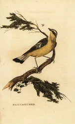 Gobemouche à croupion jaune, Ficedula zanthopygia. 1815 (gravure)