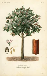 Quinquina jaune, Cinchona calisaya