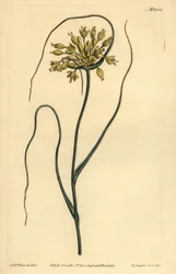 Ail jaune, Allium flavum