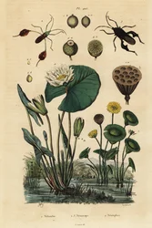 Lotus jaune, Nelumbo lutea 1, punaises à pattes feuillues, Anisoscelis foliaceus 2 et Anoplocnemis curvipes 3, et nénuphar blanc, Nymphaea alba 4